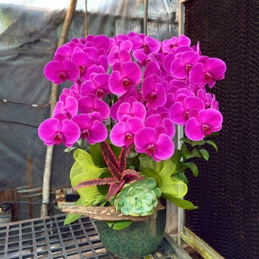 Chậu hồ điệp Băng Băng siêu hoa, cắm lũa. sen đá, dứa hồng phụng | ĐẶT HOA HỒ ĐIỆP SÀI GÒN 