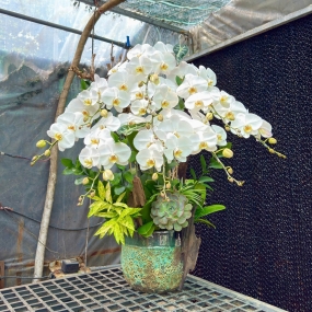 Chậu hồ điệp Bạch Thiên Nga 9 cành siêu hoa, phối lũa, sen đá, lá trúc nhật 