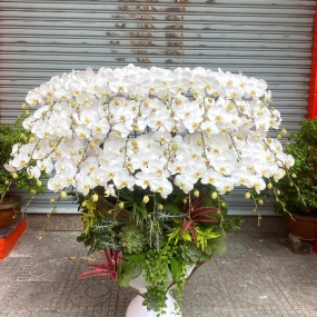 Hồ điệp Bạch Thiên Nga ghép thuyền với 30 cành, chậu cao phù hợp để sảnh lớn tại Sài Gòn 