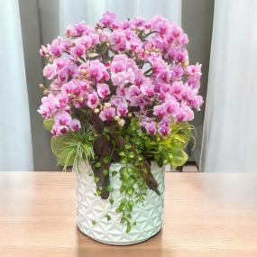 Chậu hồ điệp mini phân nhánh hồng tím để bàn tại Sài Gòn 