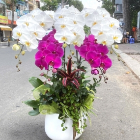 Chậu hồ điệp hoa tím, và trắng hoa to tại Shop Hoa Lan Hồ Điệp Sài Gòn 