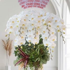 Chậu hồ điệp hoa trắng siêu to. 