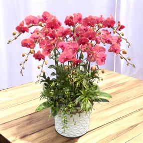 Chậu Hồ điệp cam 2 vòi, size hoa trung 