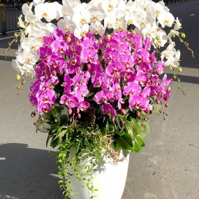 chậu hồ điệp 17 hoa phối 2 màu trắng và tím. chậu và hoa cao 60-80cm