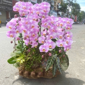 Chậu 9 hoa hồ điệp tím, cao 80cm, rộng 60cm