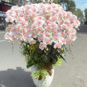 Chậu 15 cành hồ điệp trắng hồng phối lũa và cây cảnh mini