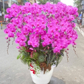 Chậu 20 bông hồ điệp màu hồng, cao 60-80cm design
