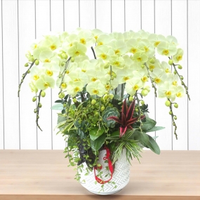 Chậu 10 cành hồ điệp màu xanh táo phối cây cảnh mini 