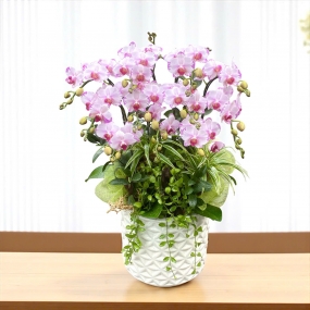 Chậu hồ điệp mini 4-5 góc màu hồng 