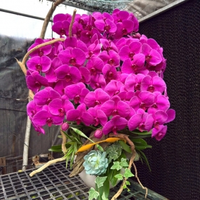 Hồ điệp tím sale 6/6/25