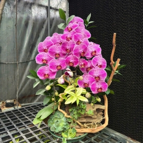 Hồ điệp tím đang sale