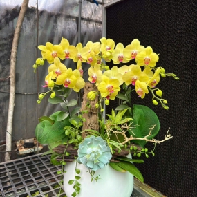 Hồ điệp vàng mẫu 7/6/25