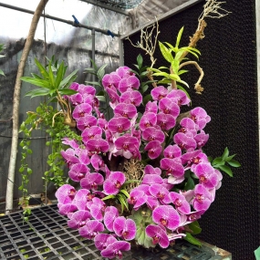 Hồ điệp tím 6/6/25