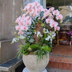 Hồ điệp hồng mẫu 06/04/2025