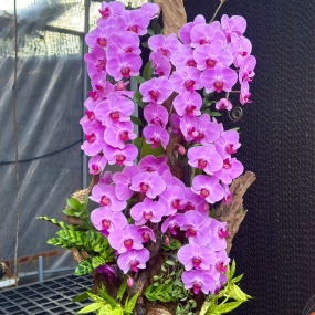 HỒ ĐIỆP GHÉP LŨA MẪU NGÀY 06/04/2025| HỒ ĐIỆP ĐẸP SÀI GÒN