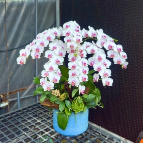 HỒ ĐIỆP TRẮNG ĐIỂM HỒNG MẪU 05/04/2025 | HỒ ĐIỆP ĐẸP SÀI GÒN