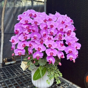 HỒ ĐIỆP TÍM MẪU 06/04/2025| HỒ ĐIỆP ĐẸP SÀI GÒN 