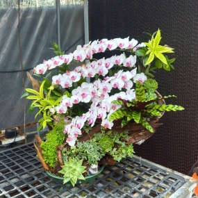 HỒ ĐIỆP TRẮNG ĐIỂM HỒNG MẪU 05/04/2025 | HỜ ĐIỆP ĐẸP SAI GON