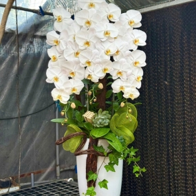 HỒ ĐIỆP TRẮNG MẪU 05/04/2025 | HỒ ĐIỆP ĐẸP SÀI GÒN 