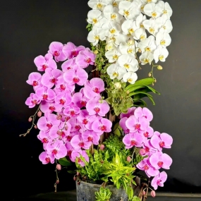 MẪU CAO CẤP 06/04/2025