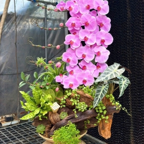 MẪU 06/04/2025 | HỒ ĐIỆP ĐẸP SÀI GÒN 