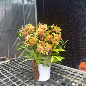 HỒ ĐIỆP VÀNG MẪU 05/04/2025| HỒ ĐIỆP ĐẸP SÀI GÒN 