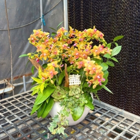 MẪU NGÀY 05/04/2025| HỒ ĐIỆP ĐẸP SÀI GÒN 