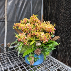 Mẫu 09/04/2025| HỒ ĐIỆP ĐẸP SÀI GÒN 