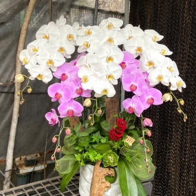 Mẫu ngày 07/04/2025 | HỒ ĐIỆP ĐẸP SÀI GÒN 