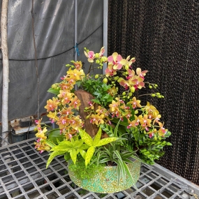 Mẫu 09/04/2025 | HỒ ĐIỆP ĐẸP SÀI GÒN 