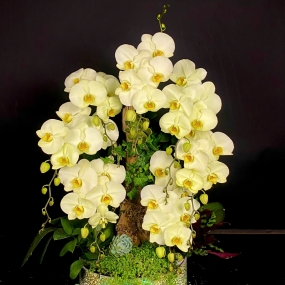 Mẫu hồ điệp vàng 07/04/2025| HỒ ĐIỆP ĐẸP SÀI GÒN 