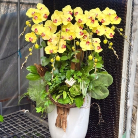 Mẫu hồ điệp vàng 09/04/2025| HỒ ĐIỆP ĐẸP SÀI GÒN 