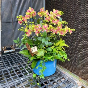 Mẫu ngày 07/04/2025| HỒ ĐIỆP ĐẸP SÀI GÒN 