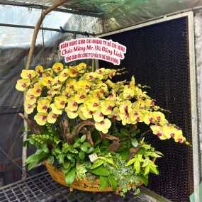 Cánh buồm 07/04/2025| HỒ ĐIỆP ĐẸP SÀI GÒN