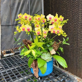 Mẫu ngày 07/04/2025 | HỒ ĐIỆP ĐẸP SÀI GÒN