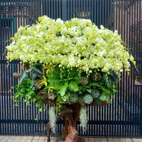 Mẫu CAO CẤP 11/04/2025 | HỒ ĐIỆP ĐẸP SÀI GÒN 