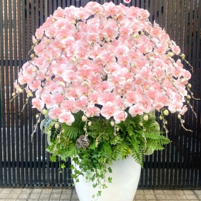 Mẫu CAO CẤP 10/04/2025| HỒ ĐIỆP ĐẸP SÀI GÒN 