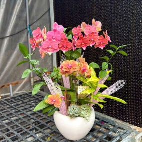 Hồ điệp mini 13/04/2025