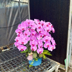 Hồ điệp tím hồng 13/04/2025