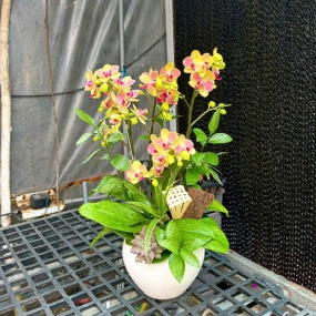 Hồ điệp cam vàng thơm mini 13/04/2025