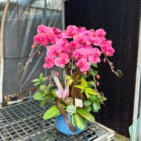 Hồ điệp hồng cam 13/04/2025