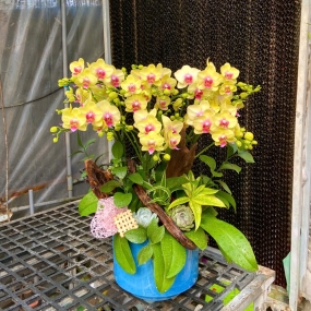 Hồ điệp mini vàng 6 cành 12/04/2025