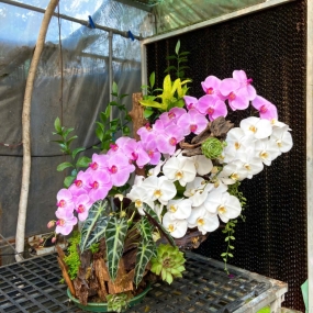 Hồ điệp ghép lũa 12/04/2025