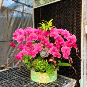 Hồ điệp cam trung tiểu cảnh 12/04/2025