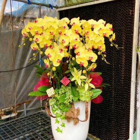 Hồ điệp vàng  cao 12/04/2025