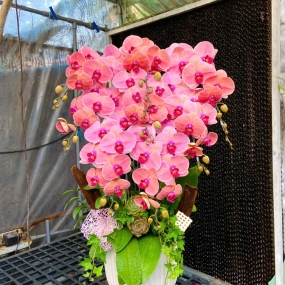 Hồ điệp cam sọc 13/04/2025