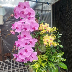 Tiểu cảnh Hồ Điệp 01 [14/04/2025]