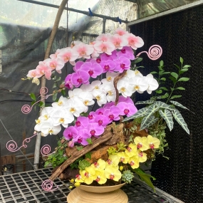 Hồ điệp tiểu cảnh (ms) 14/04/2025