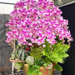 Hồ điệp hồng đột biến  25 hoa (14/04/2025)