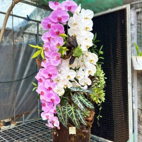 Hồ điệp tiểu cảnh 14/04/2025